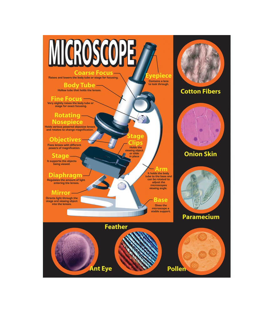 basic-microscope-chart-grade-4-8-carson-dellosa-publishing